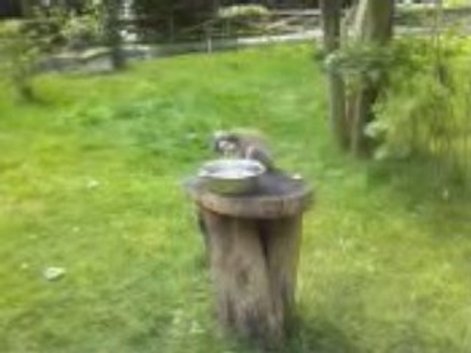 lémurien bellewaerde