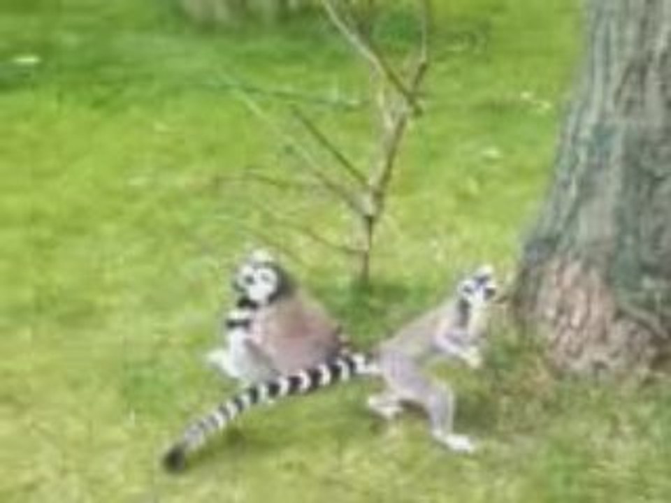 lémurien bellewaerde