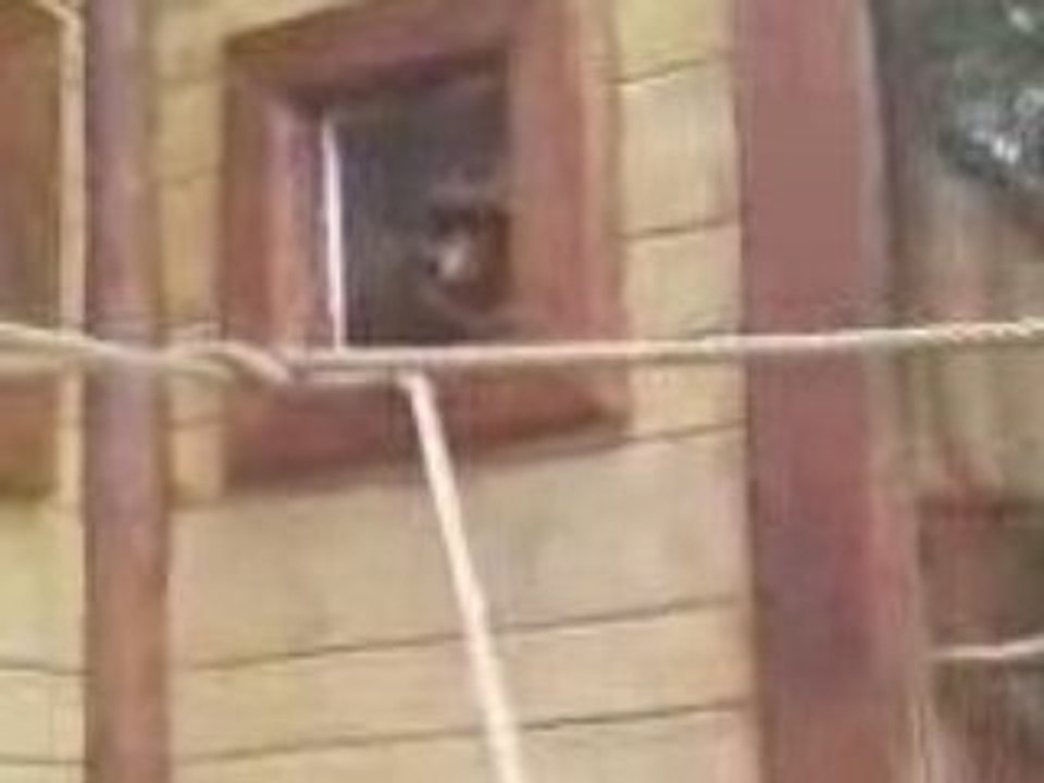 lémurien bellewaerde