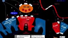 Why Doesn’t Your Stomach Digest Itself? 🤯 | Amazing Human Body Fact