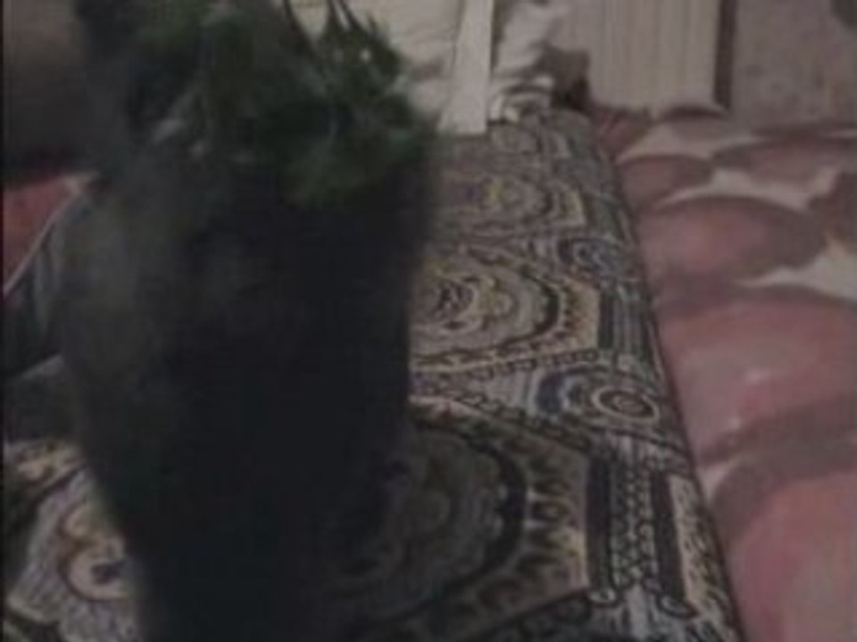Bunny