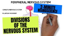 Divisions of the Nervous System: Central, Peripheral, Somatic and Autonomic