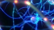 Deadly Spider Venom Rewires Nerves 🕷️