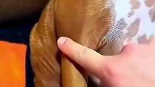 Angry cats videos - Funny Animals [408p]