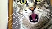 Funny Animal Videos - Best Animal Videos Of The Month [576p]