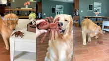Golden Retriever Reacts to a Giant Spider Toy