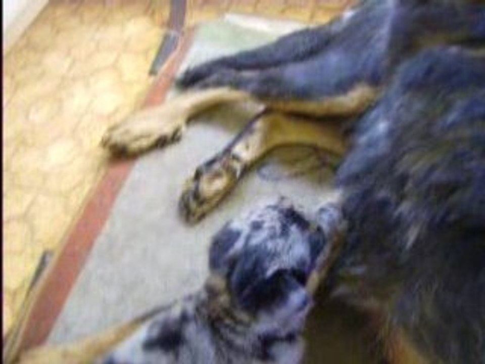 dédicasse et dinozzo blue des gardiens de la porte verte