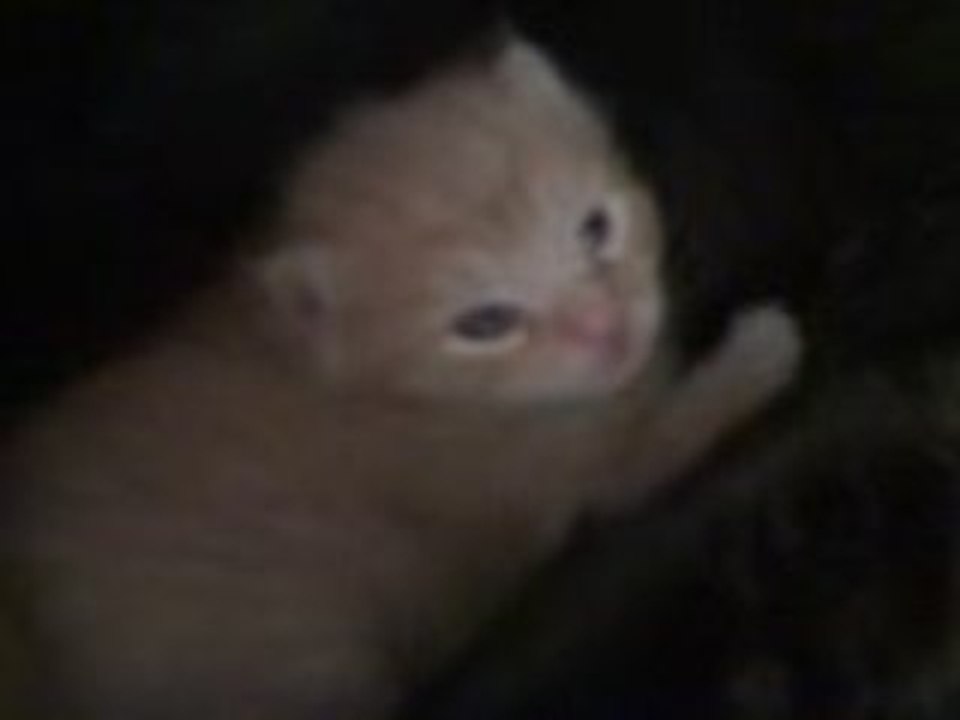 Chaton mignon