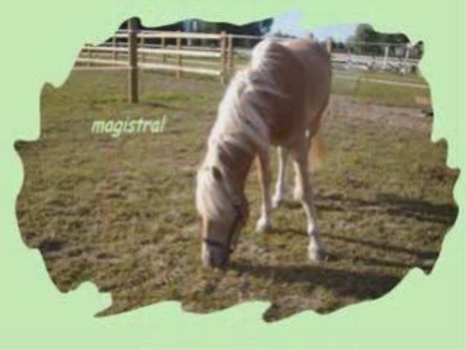 Magistal