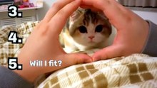 Cats have 30 vertebrae (humans have 33 vertebrae during early development; 26 after the sa