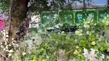 #tractor #tractorvideo #bushamachine #tractor #sonalika