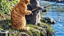 _kucing _kucinglucu