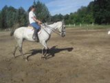Dressage et barre au sol