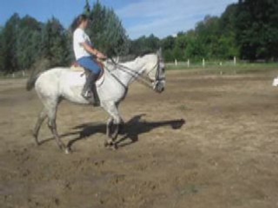 Dressage et barre au sol