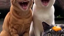 Funny vidoes 🤣