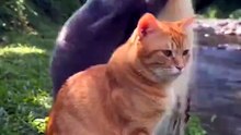 Funny cats 🤣