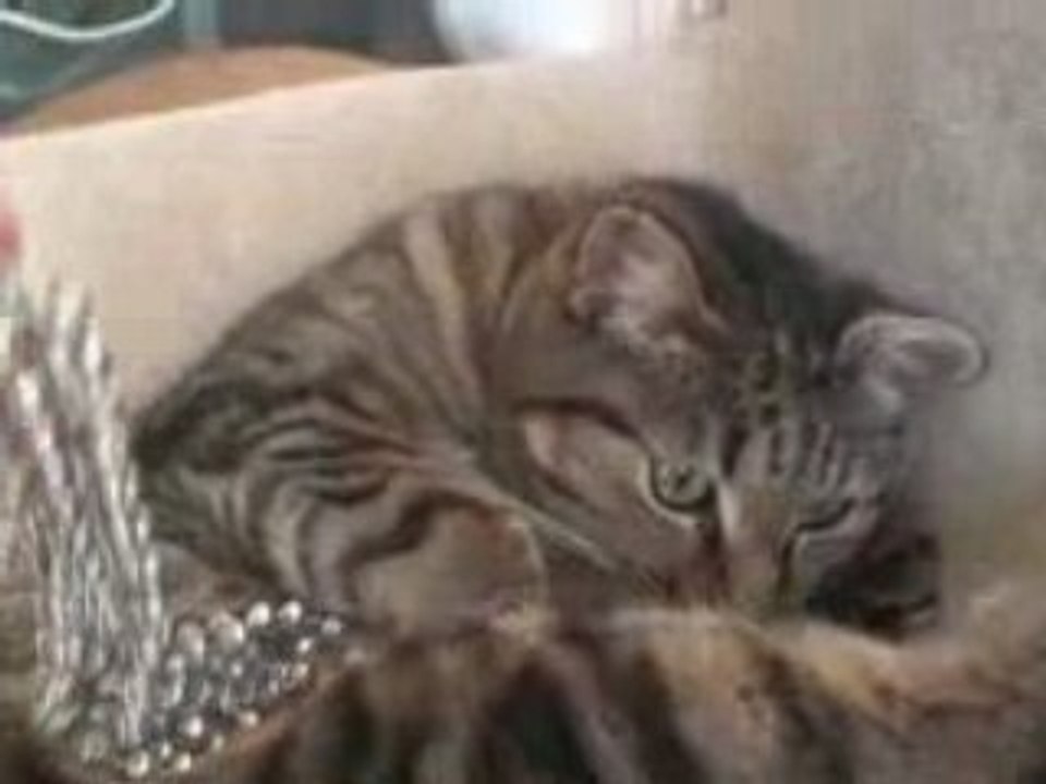 Lylou et le collier