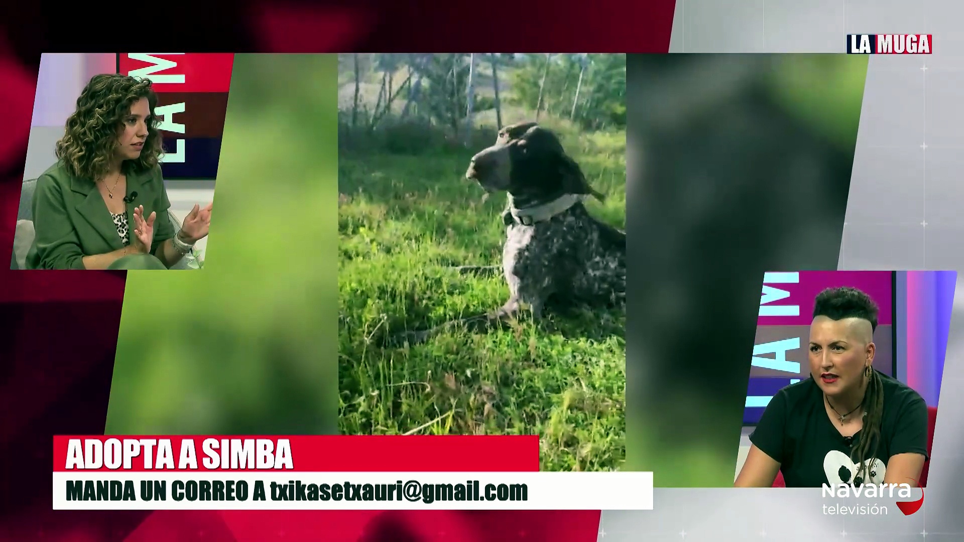 Simba en adopción en las Txikas de Etxauri, una mestiza muy cariñosa