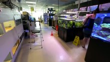 Compré los insectos más peligrosos para tenerlos de mascotas