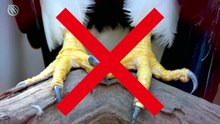 El impactante motivo por el que llaman 'aves carniceras' a los alcaudones