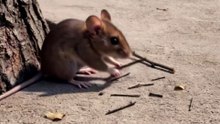 The Cat Better Watch Out for Him Now 😂🐭 #funnycats #funnyanimals #comedy