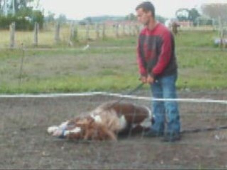Poney