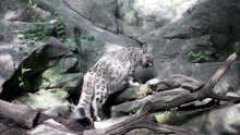 Jardim Zoológico do Bronx