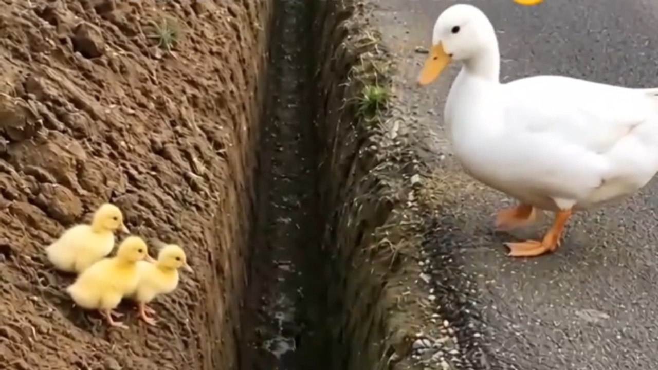 Cute and Funny Animal Moments That Will Make You Smile! 🐶🐱 - video ...