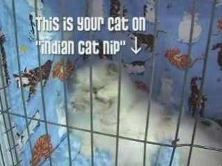 Cute Cat Show Comedy 2 - Planet Pets TV Episode 6