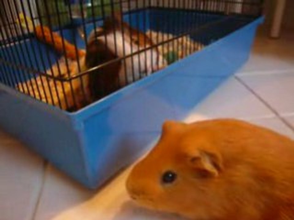 Myrtille et Kiwee retrouvailles