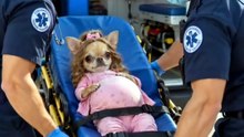He Abandoned His Wife and 11+ Newborn Puppies for One Shocking Reason! 😱💔🐶#pets #animals #aistory