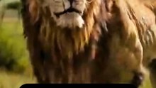 فيلم الحيوانات المفترسة #اكشن #movie#امريكا #أوروبا #السعودية #كندا
