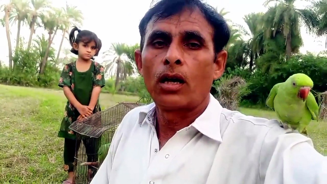How to Train a Parrot to Come Back | Jagnoo & New Parrot Training ...