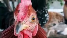 have such an amazing video that we had to make our own version  🐔🐔 Btw, do you think OPF is