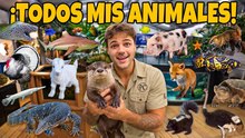 Todos mis ANIMALES en la GRANJA en UN solo video!