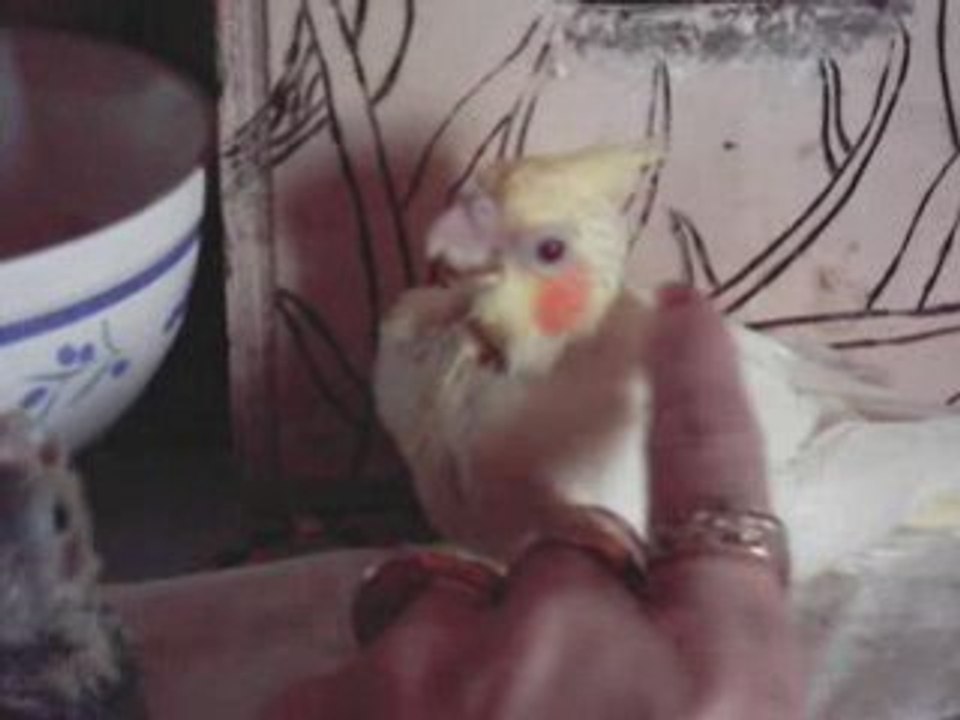 Bb callo le 15.08.08