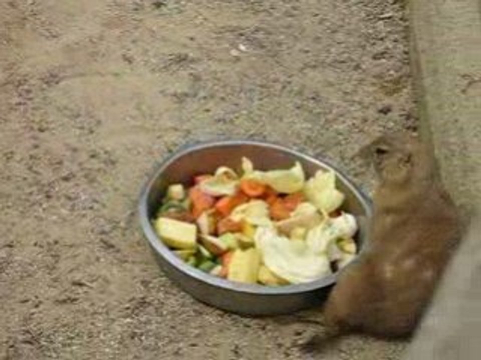 Präriehund holt sich Essen