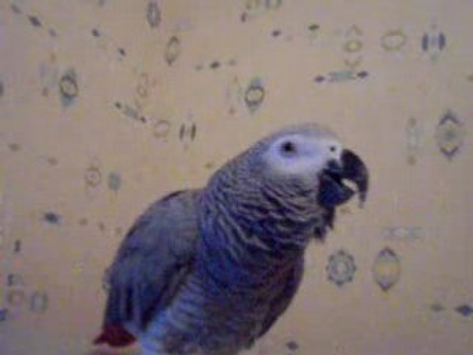 poppy le perroquet qui dit Sarkozy pourri