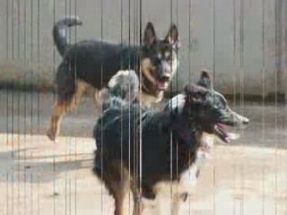 Jeu entre cheyenne et whisky