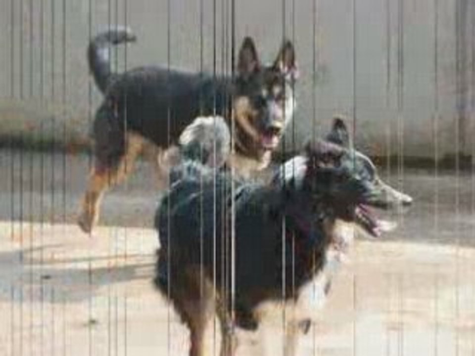 Jeu entre cheyenne et whisky