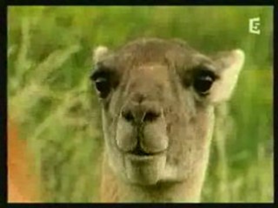 Segolene_vue_par_les_animaux