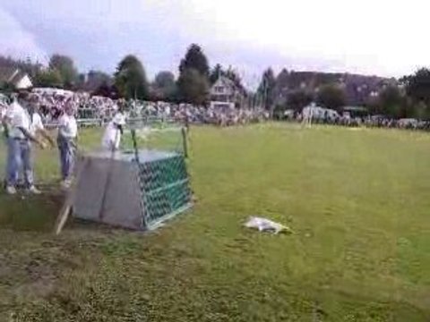 courses de levriers (2)