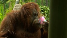 14 years on: Orangutan thrives after open-heart surgery