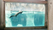Meet the blind otter on a journey of a lifetime