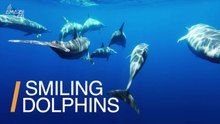 Dolphins' smiles start play, study finds grins are contagious