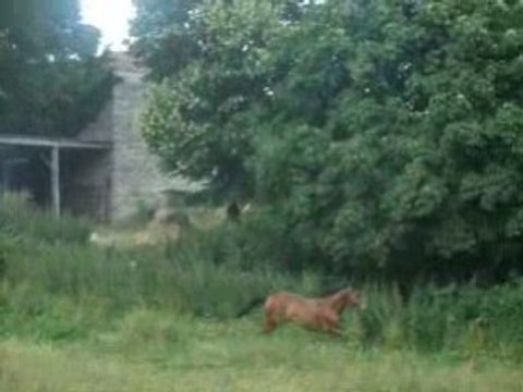 Cheval Bai Qui pète un cable et qui fei un mini saut xD