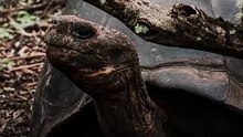 Galapagos'a girmek neden iki yüz dolar?