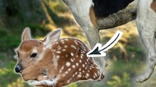 Pourquoi le faon est invisible ? #faon #chien #biche #animaux #nature