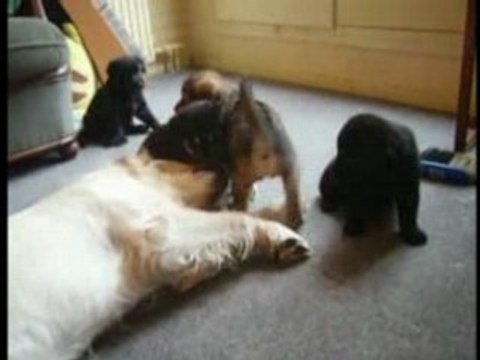 Vidéos montages chiens PART-1