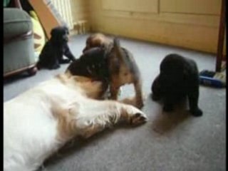 Vidéos montages chiens PART-1